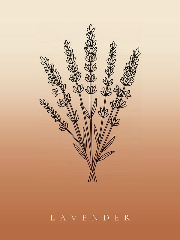 Lavendel Poster